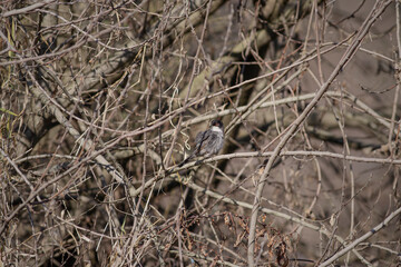 Perched beautiful black head warbler
