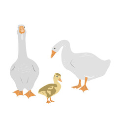 Goose family. Female and male geese and gosling isolated on white background, geese couple in flat style. Vector illustration
