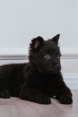 black German Shepherd puppy sits on a white background. Favorite pets.