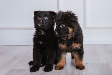 Two black and brown German Shepherd puppies are sitting on a white background. Lovely pets.