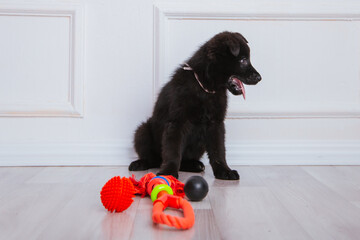 black german shepherd puppy plays with animal toys. Favorite pets.