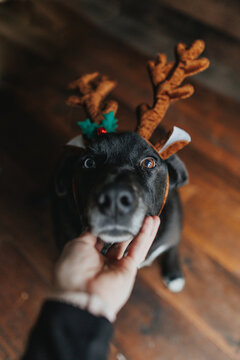 hand on a dogs face wearing reindeer antlers