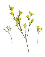 Set of twigs of yellow limonium flowers isolated on white or transparent background