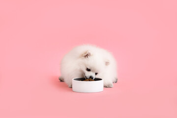 Pomeranian spitz eats from a bowl on a pink background.