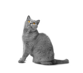 Fat British shorthair cat sitting in front of white background