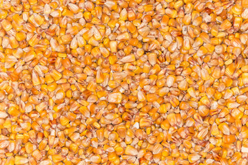 Freshly harvested threshed ripe grain of the corn, top view