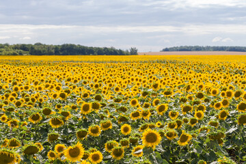 Sunflower field against the cloudy sky and distant forest