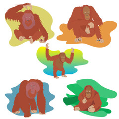 Primate Ape Orangutan various Poses Cute Cartoon Vector Illustration in eps 10 © Tomy