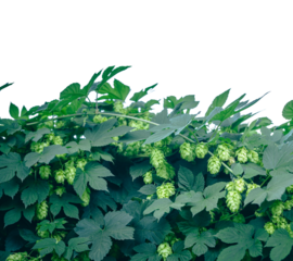 Hops plantation with ripe cones, isolated on transparent background. Brewery concept. Png file with transparency.