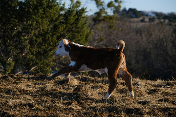 Excitement and energy of Hereford calf running through rural ranch field closeup during winter on Texas farm. © ccestep8