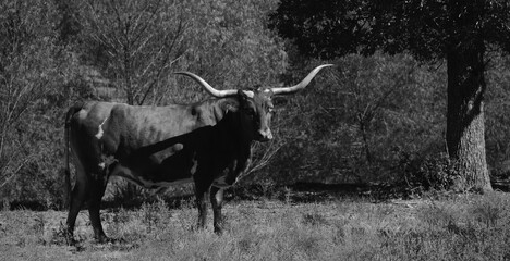 Confident and proud Texas longhorn cow in black and white from landscape.
