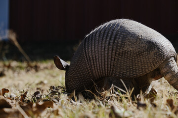 Nine-banded armadillo digging in Texas grass closeup shows wildlife mammal in nature.