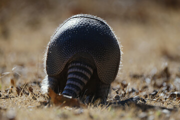 Nine-banded armadillo in grass shows Texas wildlife with armor shell and tail closeup walking away through field grass.