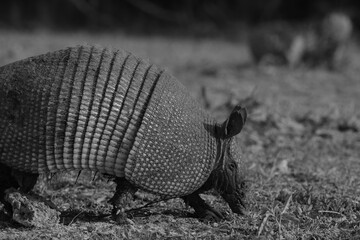 Obraz premium Nine-banded armadillo digging in ground closeup with shell and face in black and white, Texas wildlife mammal animal.