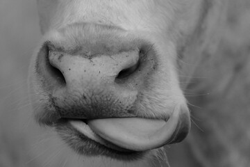 Fototapeta Cow nose on farm closeup with tongue in black and white. obraz