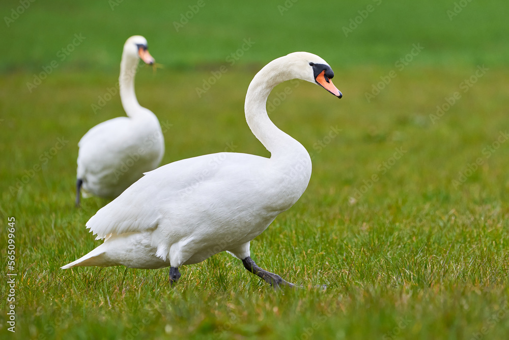 Wall mural Mute swans on a field (Cygnus olor)