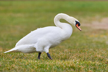 Mute swan on a field (Cygnus olor)