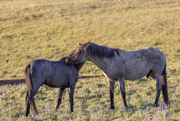 Wild horses in summer in the Pryor Mountains Montana