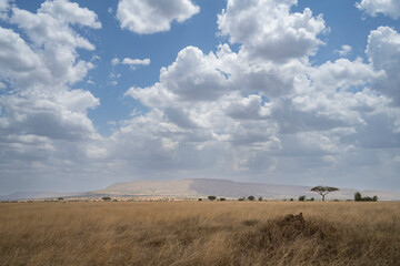 Fototapeta na wymiar A Savanna Landscape in Tanzania