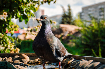 Pigeon