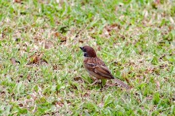 Sparrow on a grass