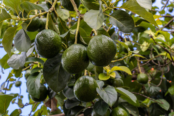 avocado tree in sunny day in Brazil, Brazilian tropical fruit