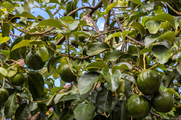 avocado tree in sunny day in Brazil, Brazilian tropical fruit