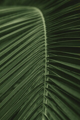 Natural tropical texture background of palm leaf