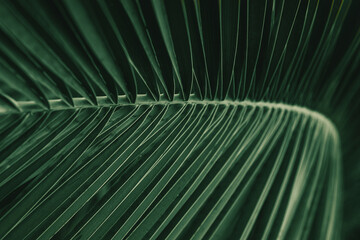 Natural tropical texture background of palm leaf