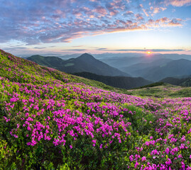Sunrise with orange sky. The lawns are covered by pink rhododendron flowers. High mountain. Spring morning. Wallpaper background. Panoramic view. Location Carpathian mountain, Ukraine, Europe.
