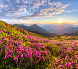 Naklejka na ściany i meble Sunrise with orange sky. The lawns are covered by pink rhododendron flowers. High mountain. Spring morning. Wallpaper background. Panoramic view. Location Carpathian mountain, Ukraine, Europe.
