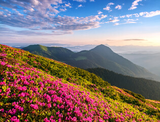 Fototapeta na wymiar Sunset. The lawns are covered by pink rhododendron flowers. High mountain. Wallpaper background. Panoramic view. Location Carpathian mountain, Ukraine, Europe.