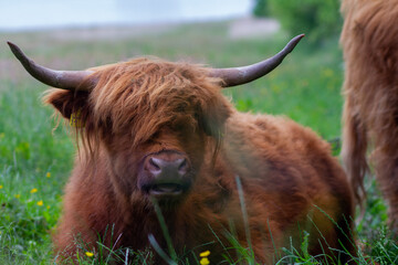 Liegendes Hochlandrind