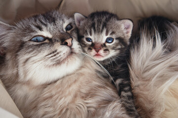 Cat and her newborn kitten in love