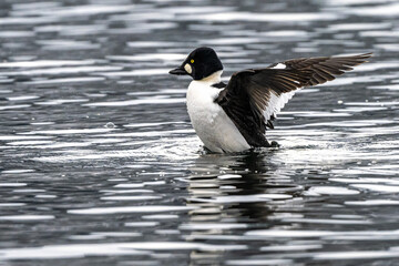 Fototapeta premium Male Common Goldeneye (Bucephala clangula)