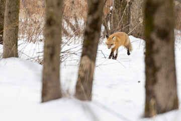 Fototapeta premium Red fox running in winter