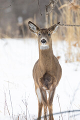  white-tailed deer (Odocoileus virginianus) in winter