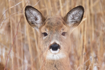  white-tailed deer (Odocoileus virginianus) in winter