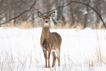 Naklejka na ściany i meble white-tailed deer (Odocoileus virginianus) in winter