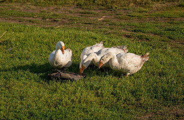 Geese and ducks walk on the grass in a green meadow in the pasture. Livestock raising and farming...