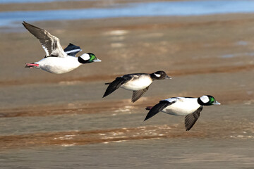 Bufflehead (Bucephala albeola) Ducks in Flight