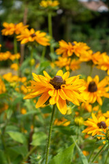 Rudbekia flowers in a late summer perennial prairie style border