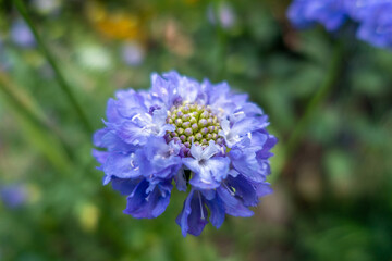 Blue Scabious flower
