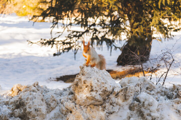 Closeup of Red Squirrel standing on snow