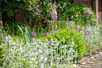 Mixed perennial border with roses, alliums, foxgloves, sedum, stachys in mid summer - obrazy, fototapety, plakaty