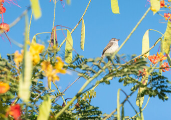 Bird, beautiful and small bird among the branches in the summer of Brazil, natural light, selective focus.