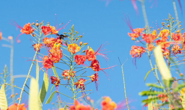 Bee, beautiful bee (mamangava) pollinating beautiful flowers in summer in Brazil, natural light, selective focus.