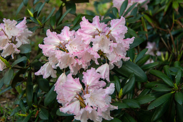 Flowers of hybrid rhododendron cultivar Silberwolke close-up. Evergreen shrub. Used as an ornamental garden plant. Beautiful flowers.