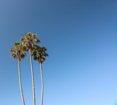 Blue sky background with three palm trees and copy space on the sides.