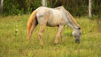 cavalo branco de lado pastando